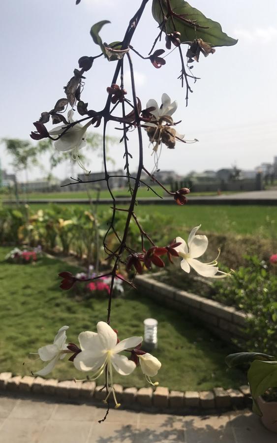 Early Summer Luodong Extérieur photo